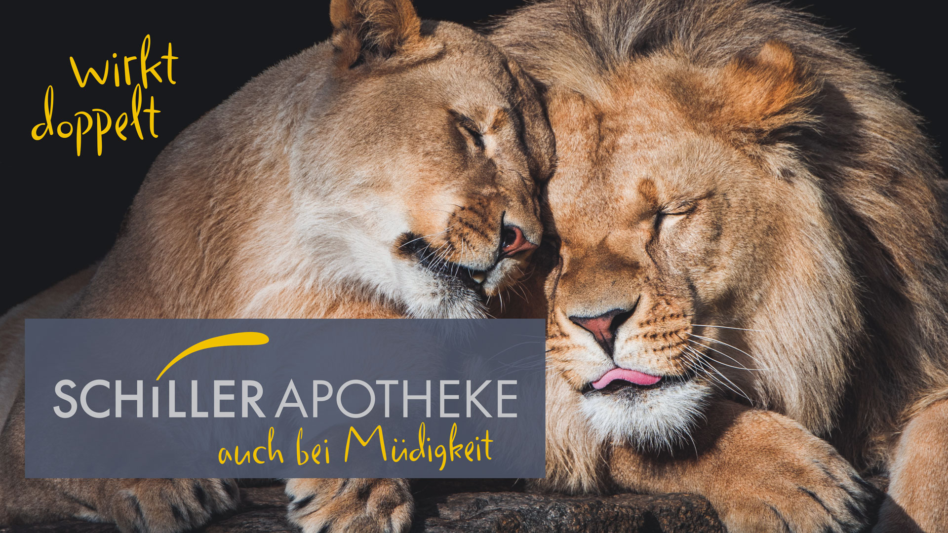 Zwei Löwen kuscheln und es steht auf dem Logo Schiller Apotheke wirkt doppel auch bei Müdigkeit